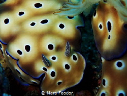 Hypselodoris so close that it can smell me with its prett... by Mara Feodor 